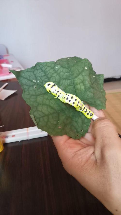 牛蛙爆料畸形视频在线观看,惊悚揭秘动物世界惊人真相